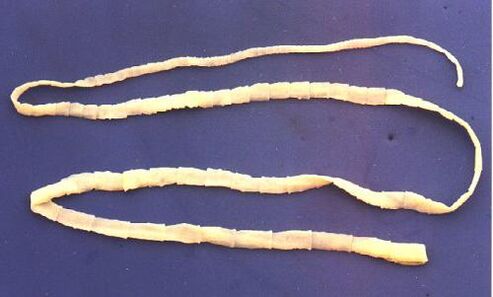 Tapeworm de porc