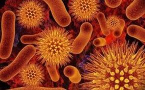 tipuri de paraziți din corpul uman