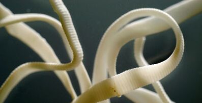 parazit plat din corpul uman